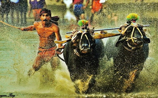 kambala 